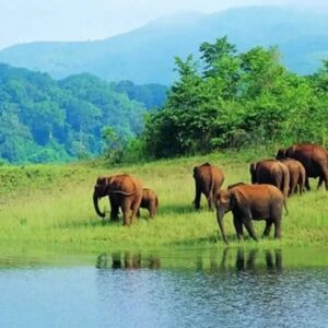 Half-Day 4x4 Excursions in Idukki Wildlife, India
