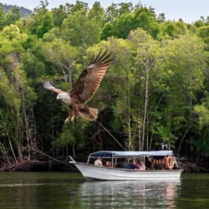 MANGROVE BOAT TOUR, LANGKAWI