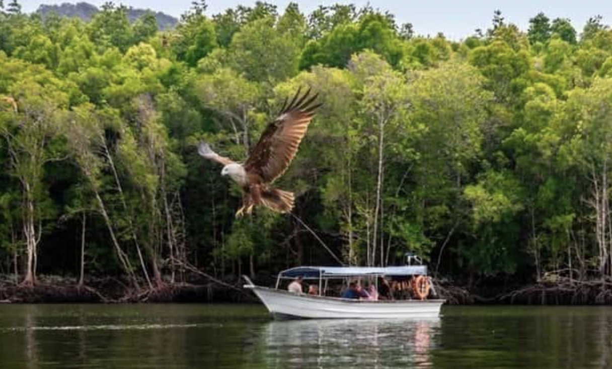 MANGROVE BOAT TOUR, LANGKAWI